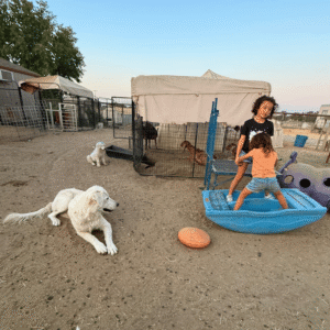 2612362175 Inside Our Maremma Puppy Program