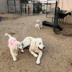 Pax & Electra Litter 4/25