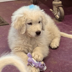 3717540520 Inside Our Maremma Puppy Program