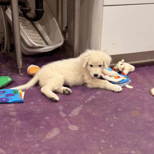 368448456 Inside Our Maremma Puppy Program