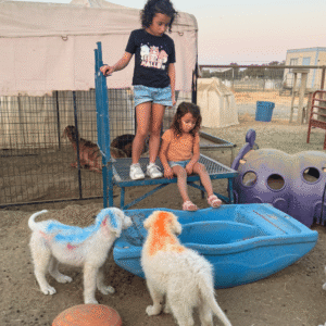 348329983 Inside Our Maremma Puppy Program