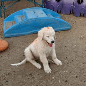 689575813 Inside Our Maremma Puppy Program