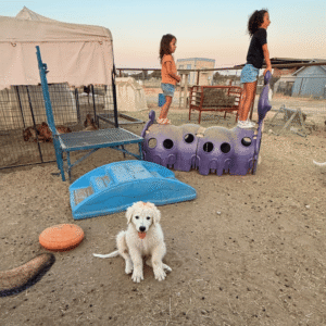 376875121 Inside Our Maremma Puppy Program