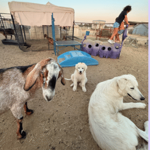 1478235231 Inside Our Maremma Puppy Program