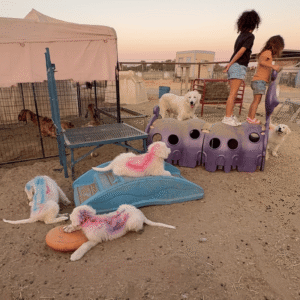3278800134 Inside Our Maremma Puppy Program