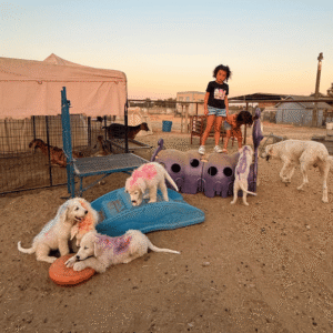 3161731409 Inside Our Maremma Puppy Program