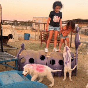 3594301414 Inside Our Maremma Puppy Program