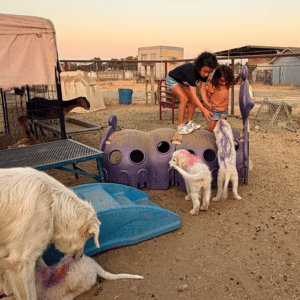 1420140945 Inside Our Maremma Puppy Program