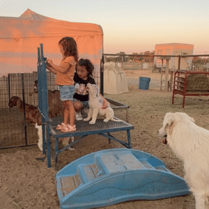 1771705019 Inside Our Maremma Puppy Program