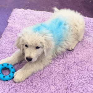 1917408756 Inside Our Maremma Puppy Program