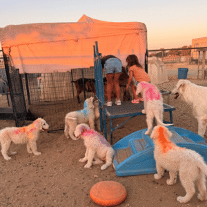115200447 Inside Our Maremma Puppy Program