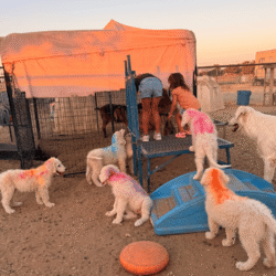 Pax & Electra Litter 4/25