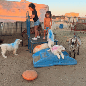2135807906 Inside Our Maremma Puppy Program
