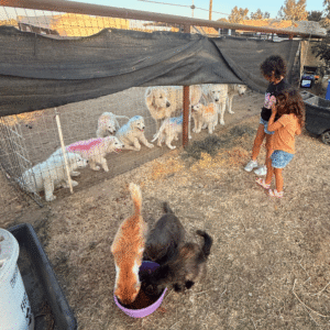 1404108790 Inside Our Maremma Puppy Program