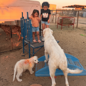 1456811509 Inside Our Maremma Puppy Program