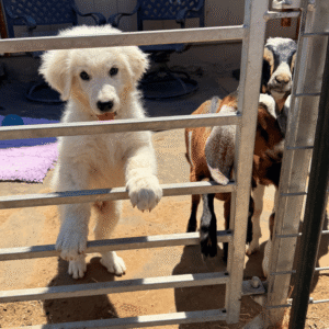 1072912670 Inside Our Maremma Puppy Program