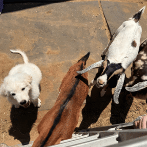 845658015 Inside Our Maremma Puppy Program