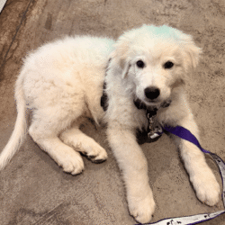 Pax & Electra Litter 4/25