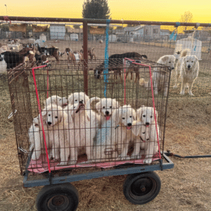 532693004 Inside Our Maremma Puppy Program