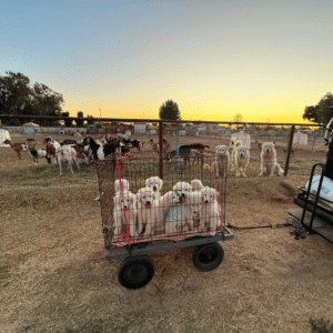 254771261 Inside Our Maremma Puppy Program