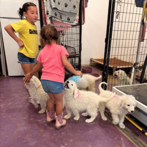 480311855 Inside Our Maremma Puppy Program