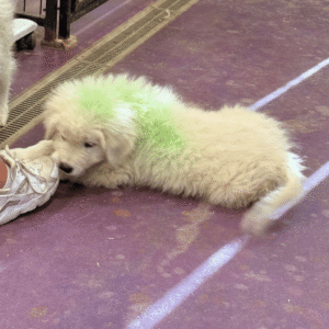 2454056528 Inside Our Maremma Puppy Program