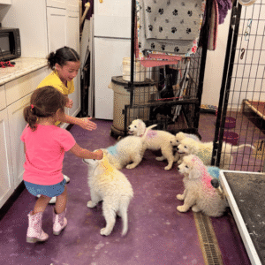 3304168965 Inside Our Maremma Puppy Program