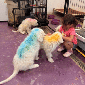 1138064035 Inside Our Maremma Puppy Program
