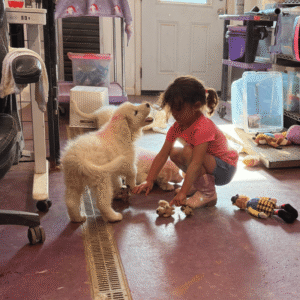 1710054382 Inside Our Maremma Puppy Program