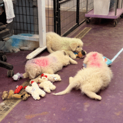 Pax & Electra Litter 4/25