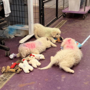 3116843185 Inside Our Maremma Puppy Program