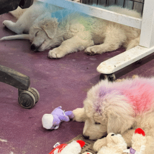 1518274610 Inside Our Maremma Puppy Program