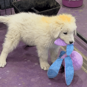 1269902317 Inside Our Maremma Puppy Program