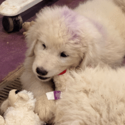 Pax & Electra Litter 4/25