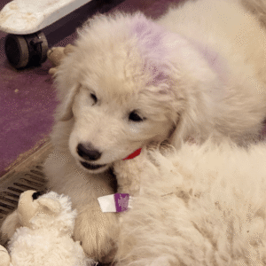 2457392186 Inside Our Maremma Puppy Program