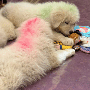 2940692240 Inside Our Maremma Puppy Program