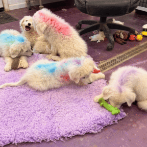 3219071913 Inside Our Maremma Puppy Program