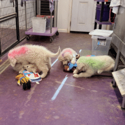 Pax & Electra Litter 4/25