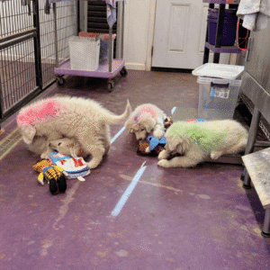 3132813738 Inside Our Maremma Puppy Program