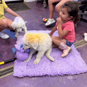 1948057063 Inside Our Maremma Puppy Program