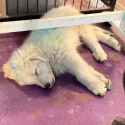 Pax & Electra Litter 4/25