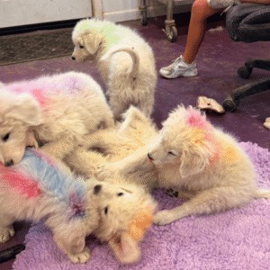 1636741293 Inside Our Maremma Puppy Program