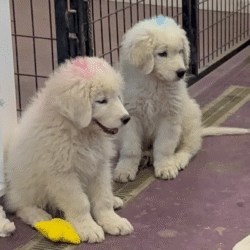 Pax & Electra Litter 4/25