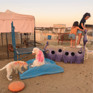 a group of dogs playing with a dog toy