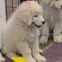 Pax & Electra Litter 4/25