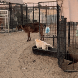 Pax & Electra Litter 4/25