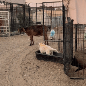 3539102704 Inside Our Maremma Puppy Program