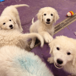 Pax & Electra Litter 4/25