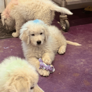 47085883 Inside Our Maremma Puppy Program