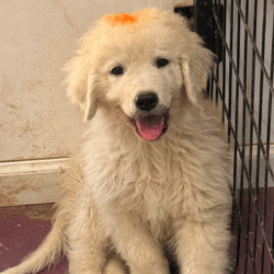 Pax & Electra Litter 4/25